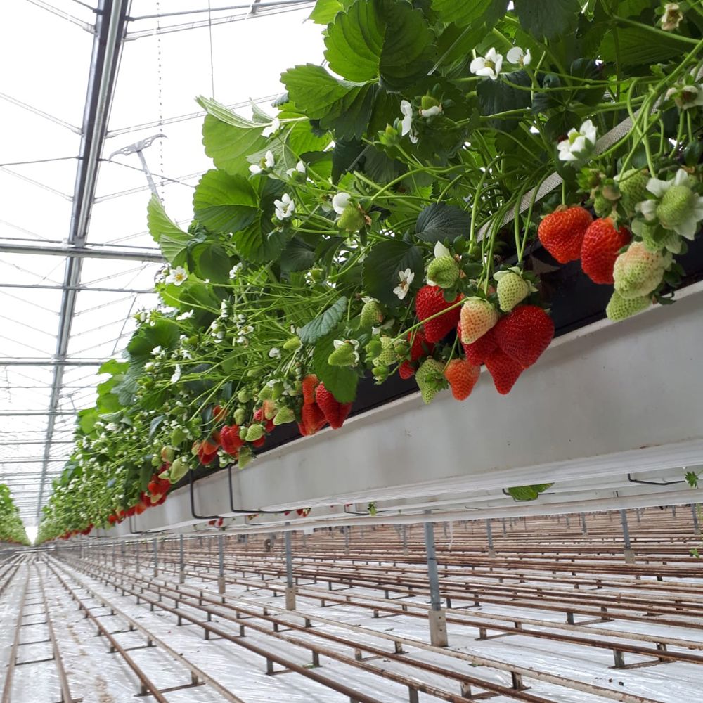 Strawberries - Growing and Harvesting