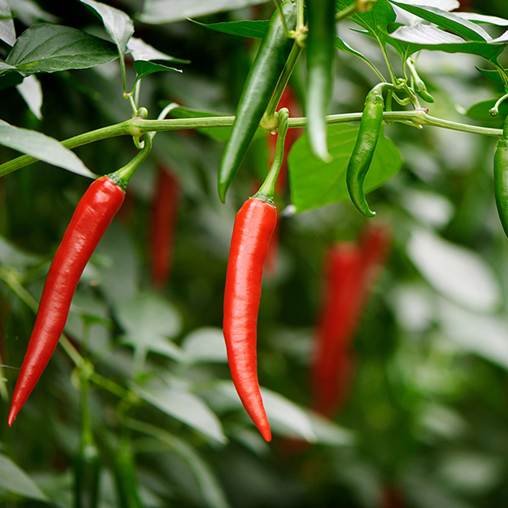 Cayenne peper teelt