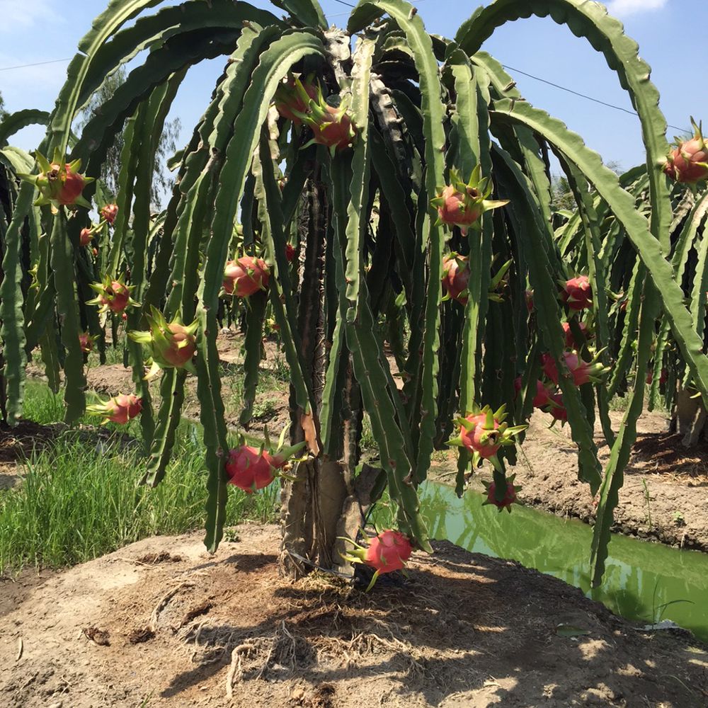 Rode Pitahaya - Groei & Oogst