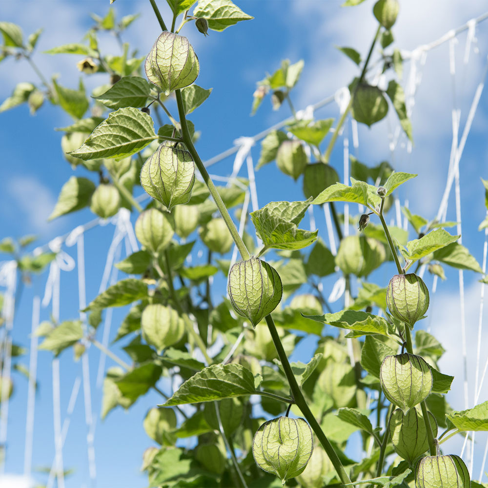 Physalis - Anbau & Ernte