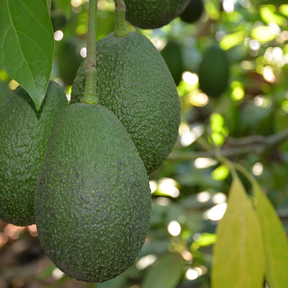 Avocado - Growing & Harvesting