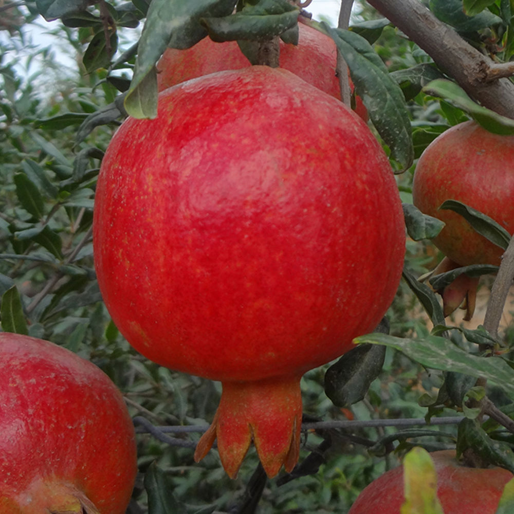 Granatapfel - Anbau & Ernte