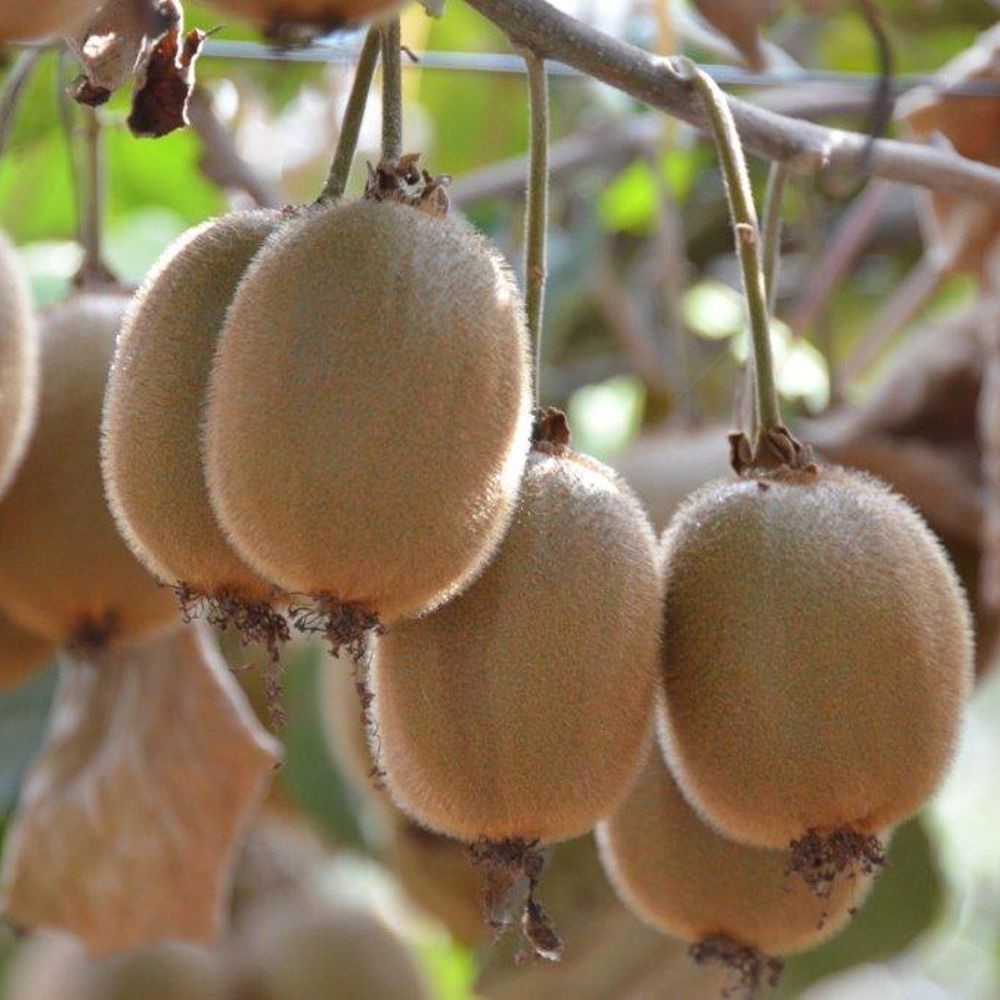 Kiwi - Growing & Harvesting