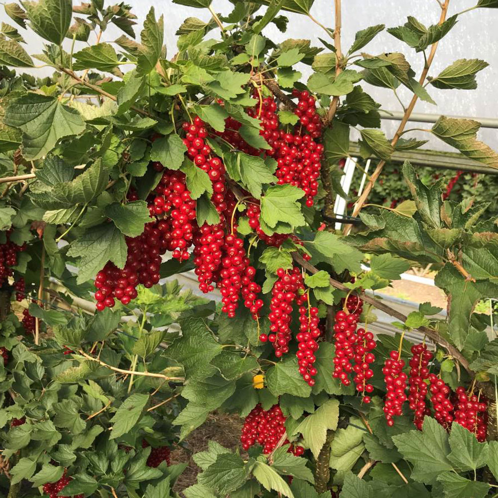 Redcurrant - Growing & Harvesting