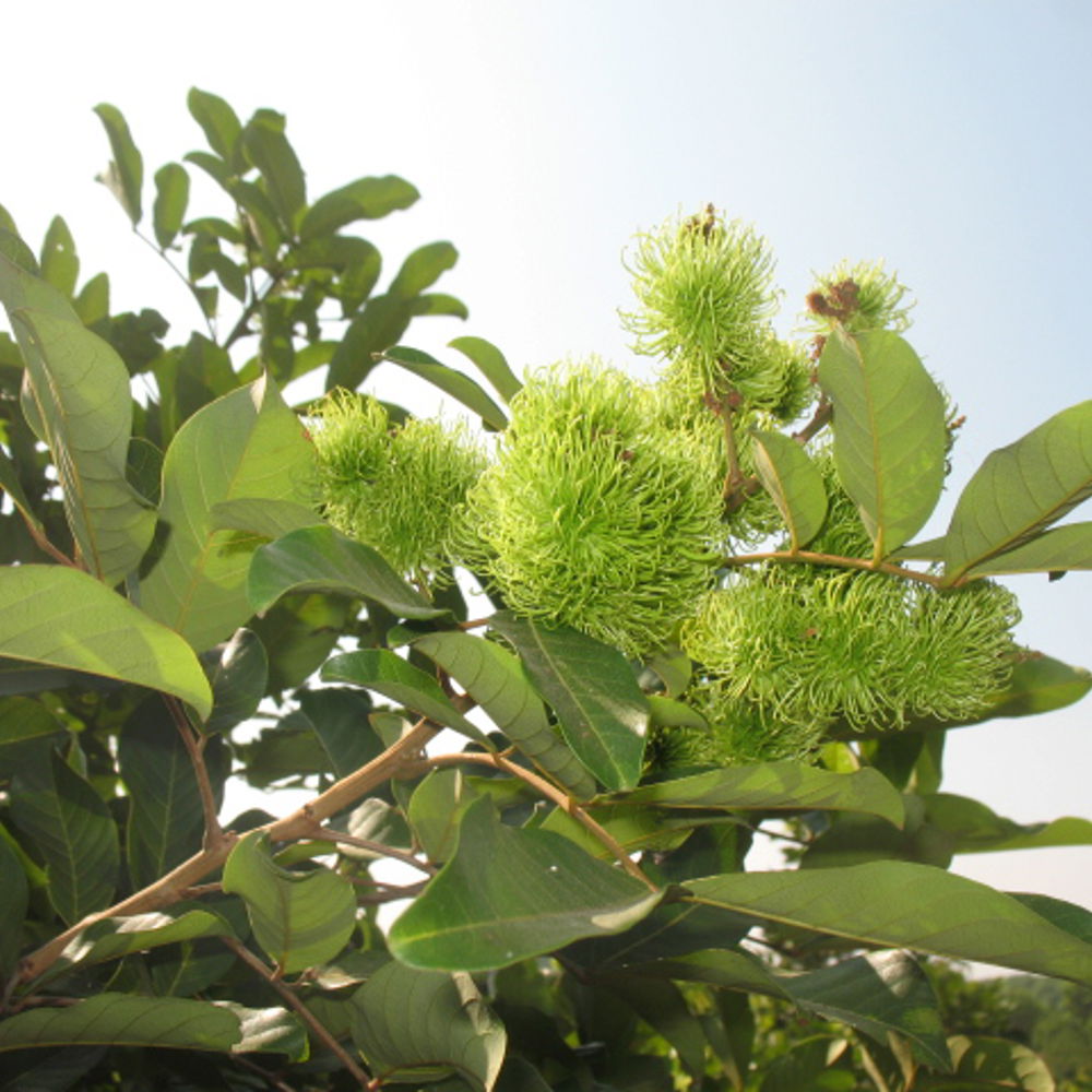 Rambutan - Anbau & Ernte