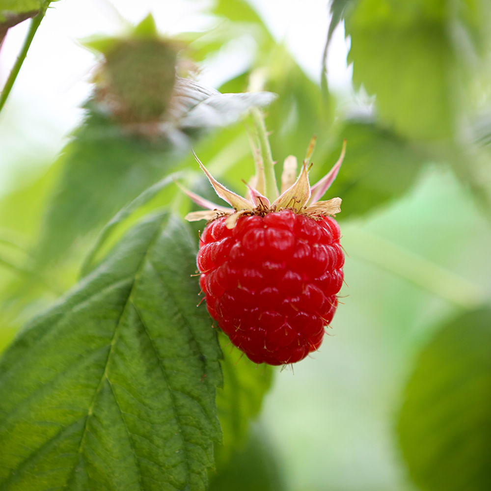 Himbeeren - Anbau und Ernte