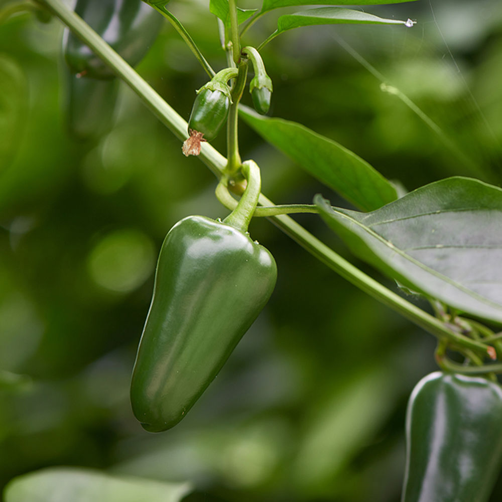 Jalapeño peper teelt