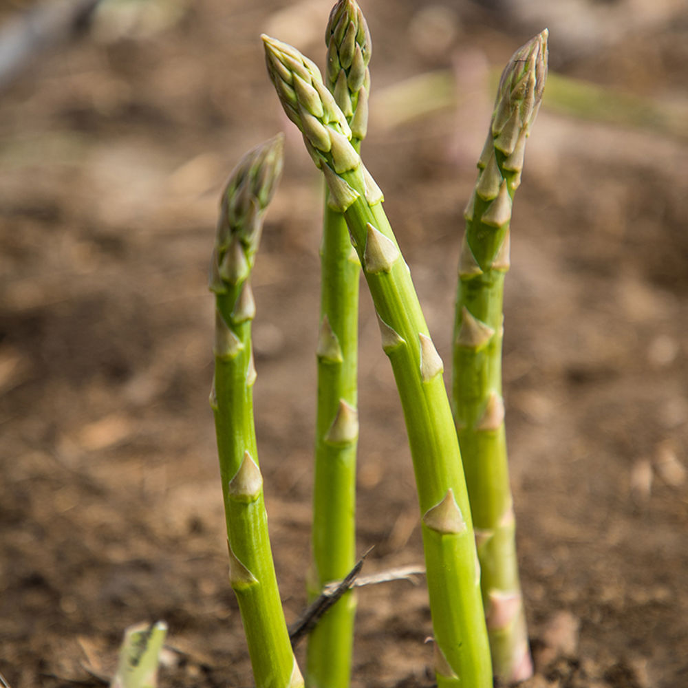 Groene Asperges - Groei En Oogst