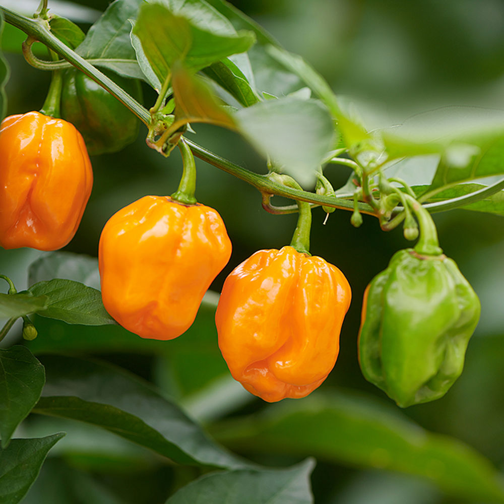 Habanero Chili