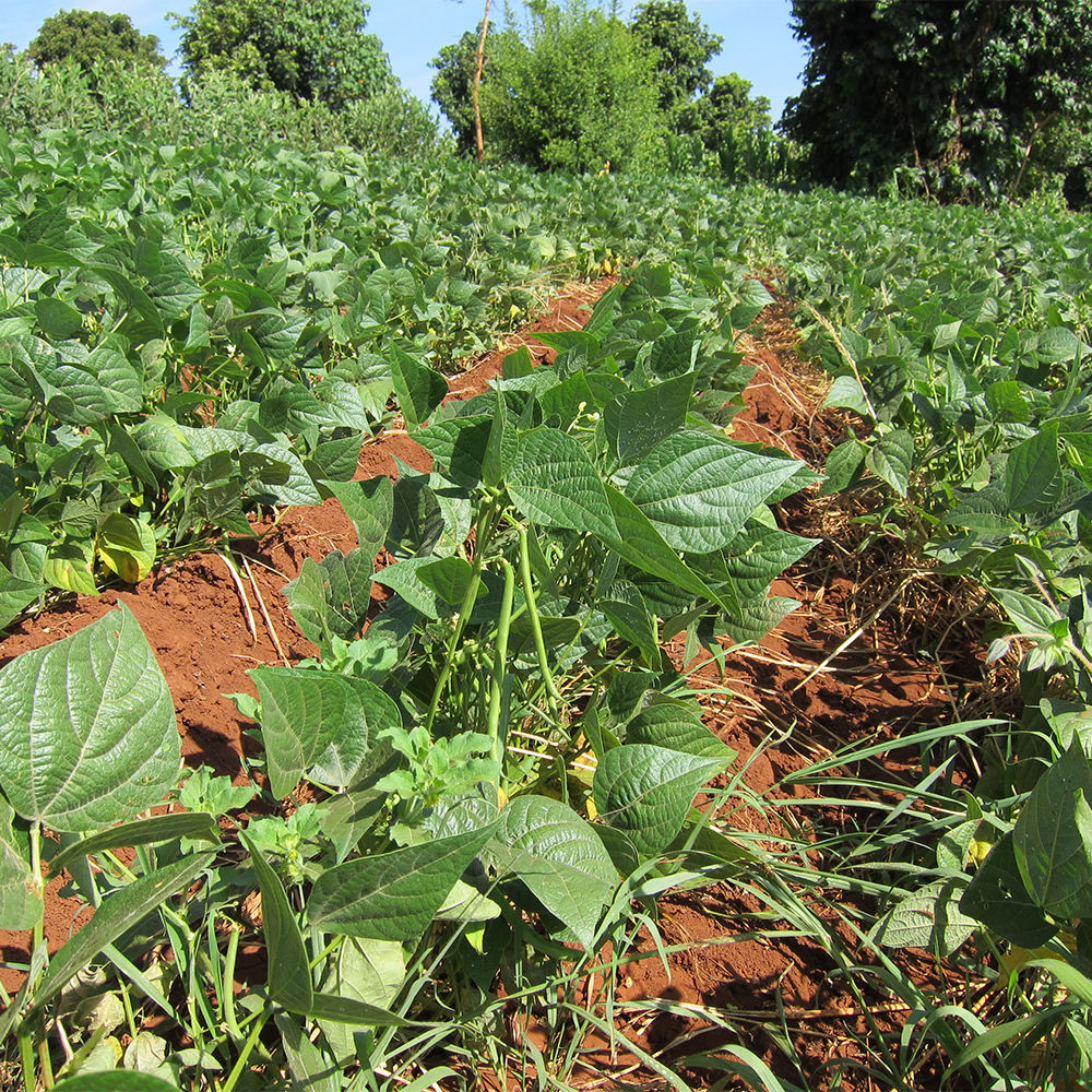 Haricot Verts - Growth & Harvesting