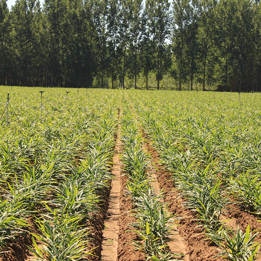 Ginger - Growth & Harvest