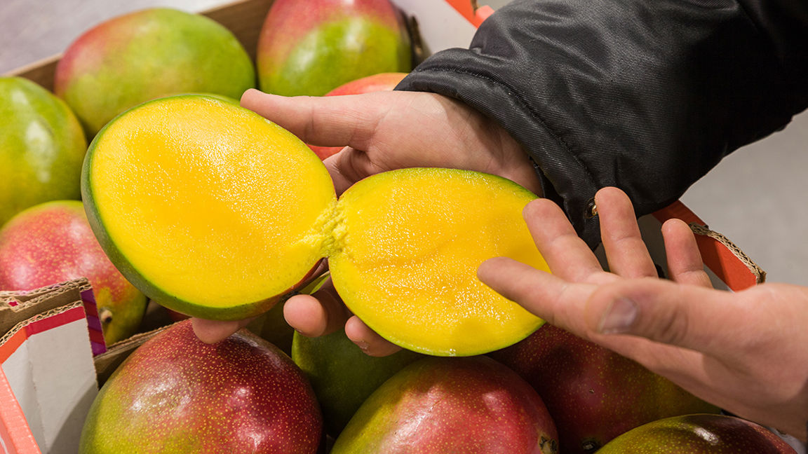 Mango - Rijpproces bij Nature's Pride