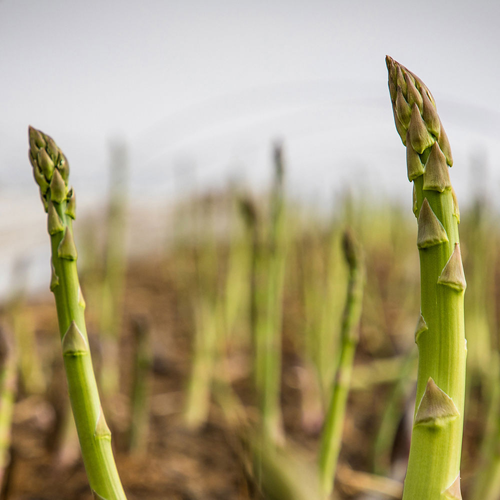 Green Asparagus Tips - Growth And Harvest
