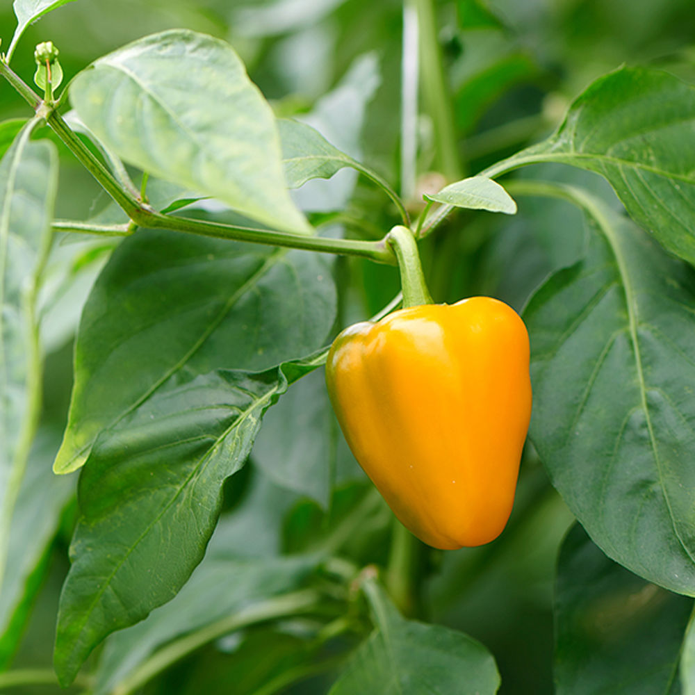 Mini capsicum