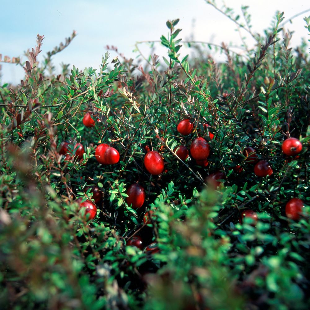 Cranberry's - Anbau und Ernte